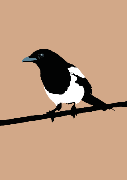 Magpie on a branch.